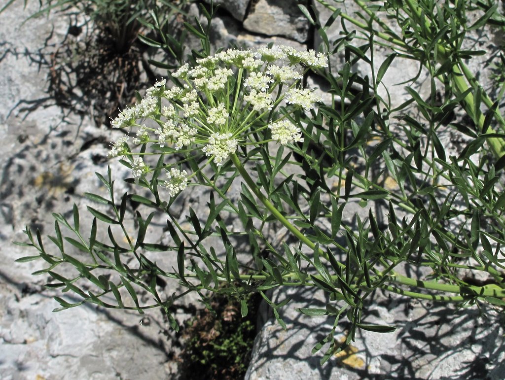 Laserpitium gallicum